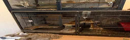 Chinchilla rodents for sale: 2 x male chinchillas plus setup - Advert 3