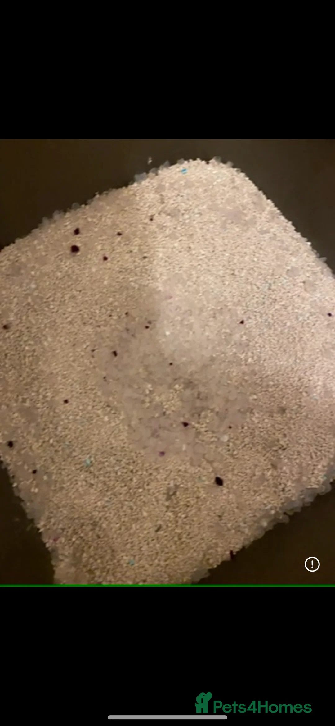 Ragdoll cats for sale: Lovely Ragdoll looking for lovely family - Advert 19