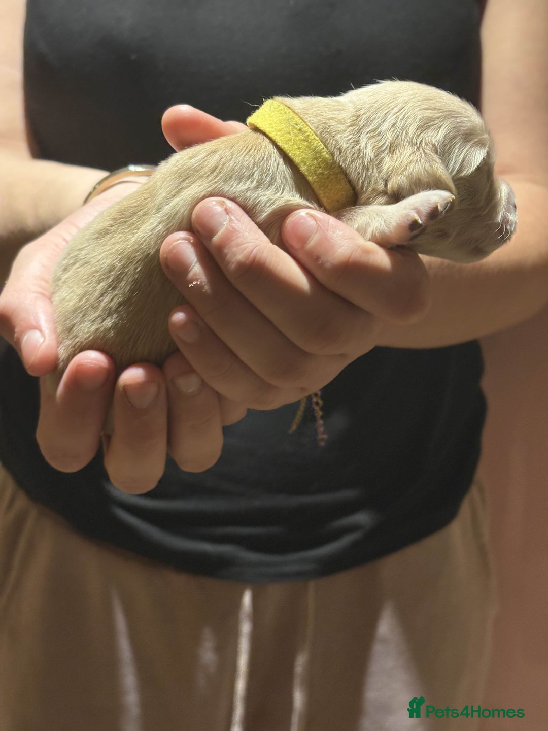Golden Retriever dogs for sale: Golden Retriever Puppies for Sale - Image 13