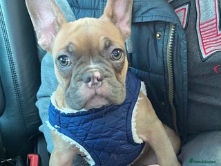 Cavalier King Charles Spaniel dogs French bull dog - Advert 4