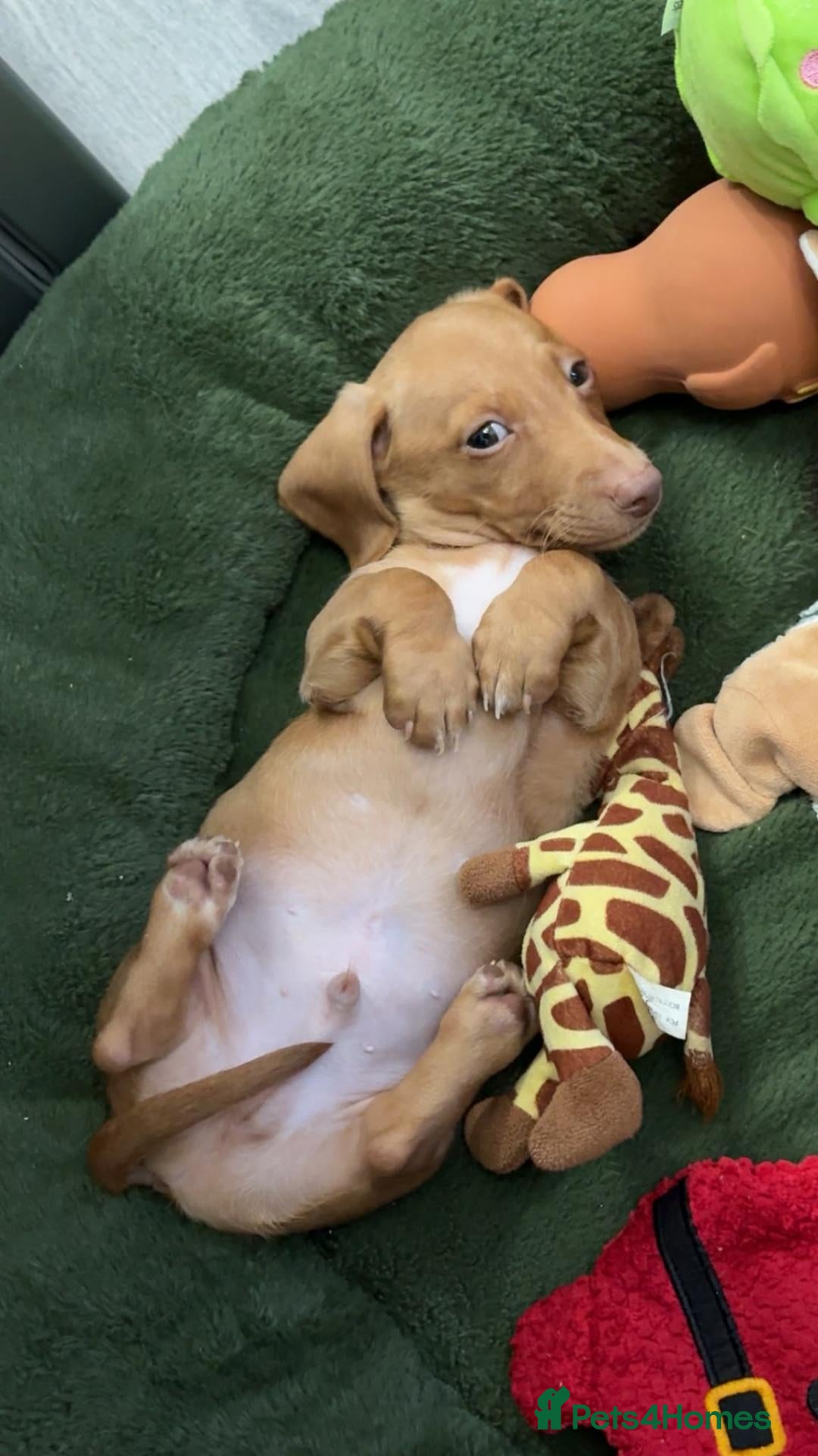 Miniature Dachshund dogs for sale: Miniature Dachshunds long and smooth - Advert 21