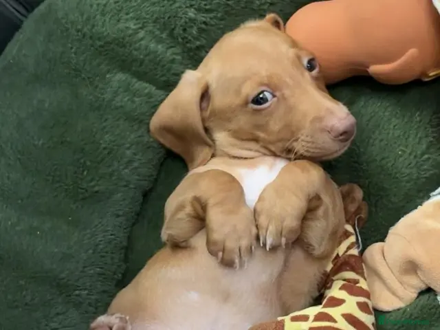 Miniature Dachshund dogs for sale: Miniature Dachshunds long and smooth - Advert 21