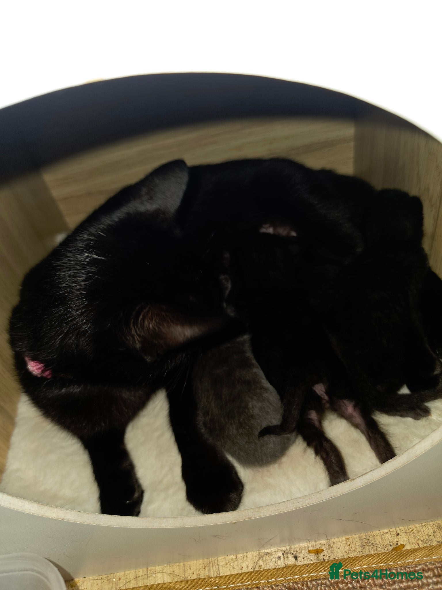 Mixed Breed cats 1 black kitten left - Advert 15