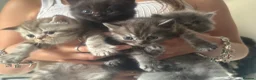 Persian cats for sale: Last kitten available brown tabby  - Advert 7