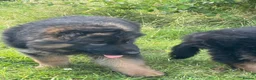 German Shepherd dogs for sale: Gorgeous female long coat German Shepherd  - Advert 11