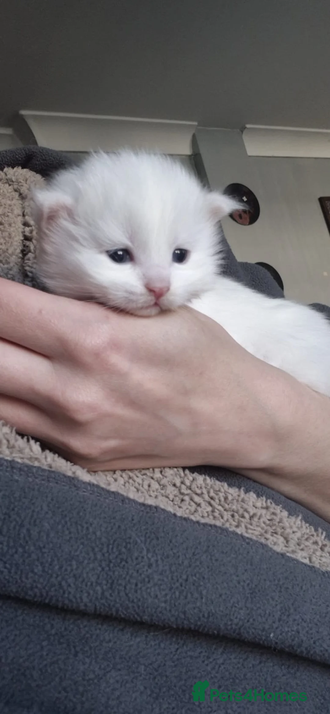Maine Coon cats for sale: white female Maine coons, 1 polydactyl  - Advert 17