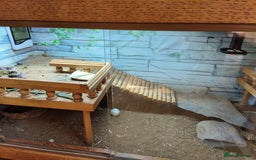 Tortoise reptiles for sale: Horsefield approx 3 years old  - Image 1