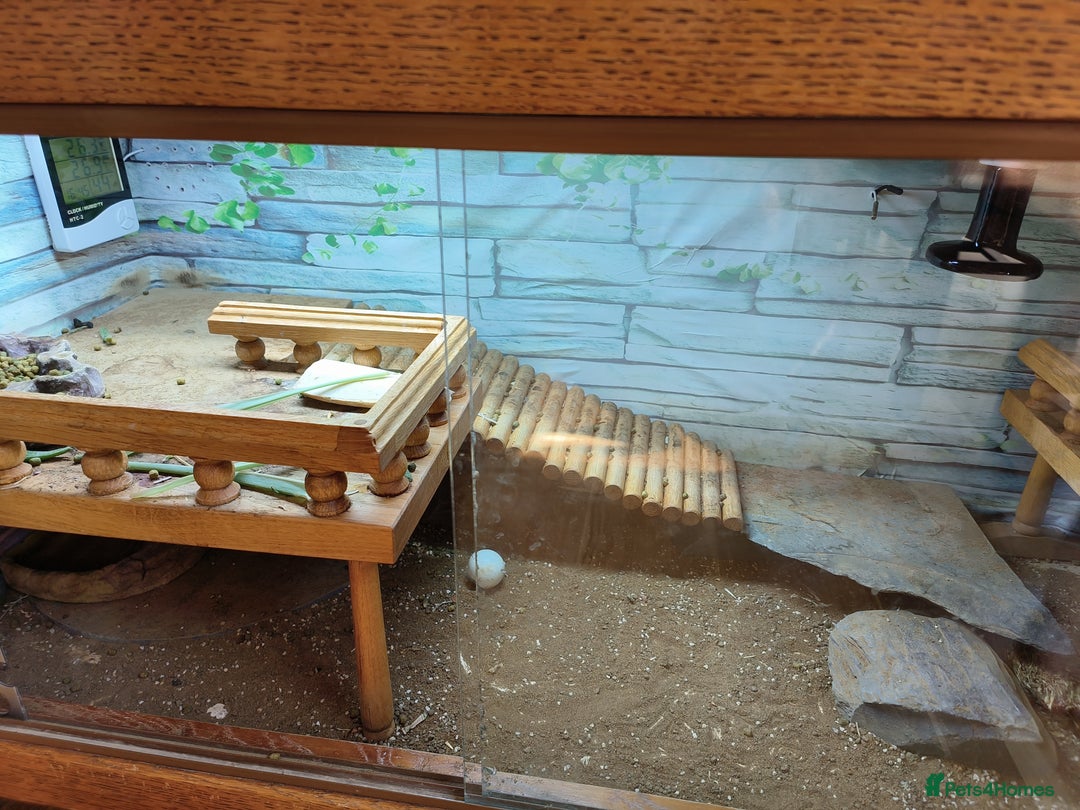 Tortoise reptiles for sale: Horsefield approx 3 years old  - Image 1