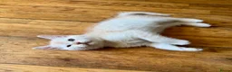 Exotic cats for sale: Adorable kittens in Bolton - Advert 5
