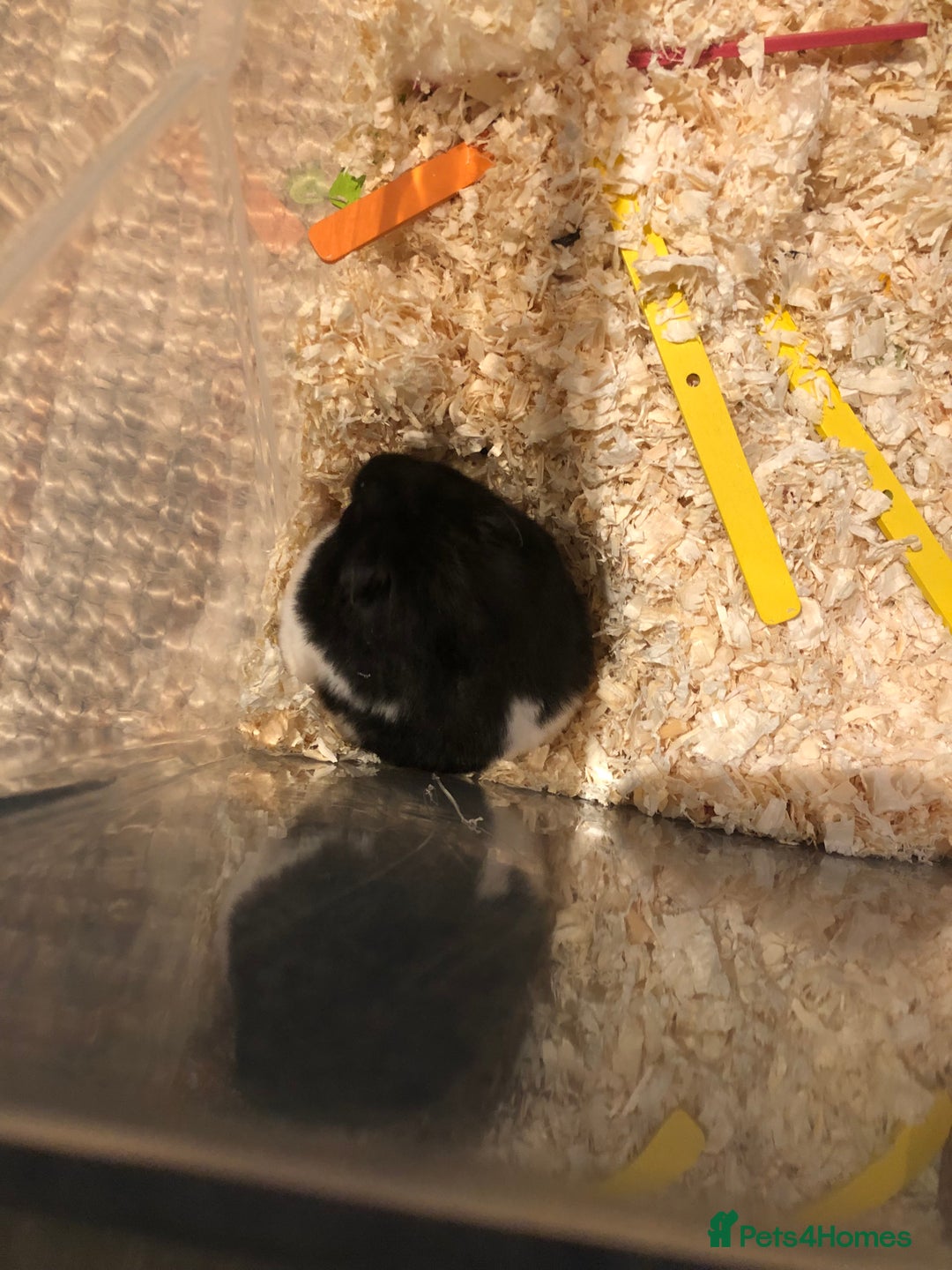 Hamster rodents for sale: Blitzo - Image 9