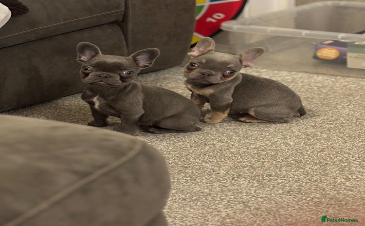 French Bulldog dogs - Advert 2