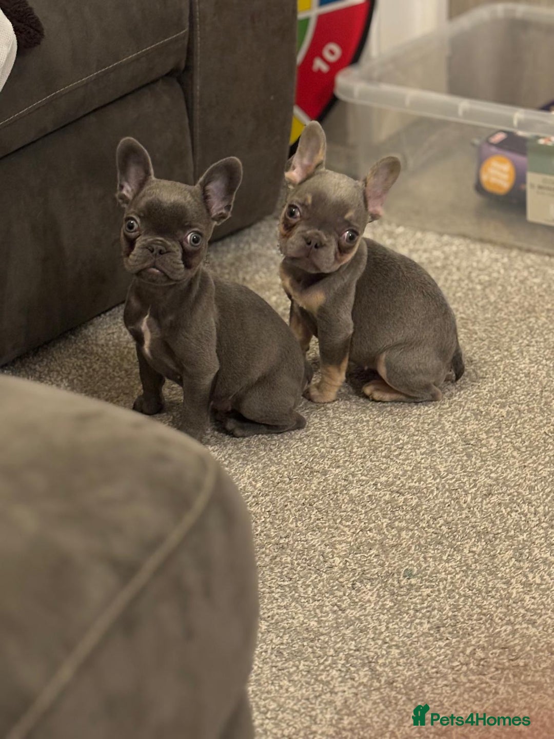 French Bulldog dogs for sale: Full KC French bulldogs puppies for sale - Image 1
