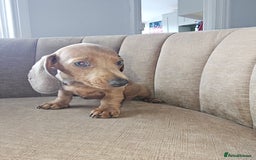 Miniature Dachshund dogs for sale: Beautiful Mini Dachshunds looking for their homes! - Image 15