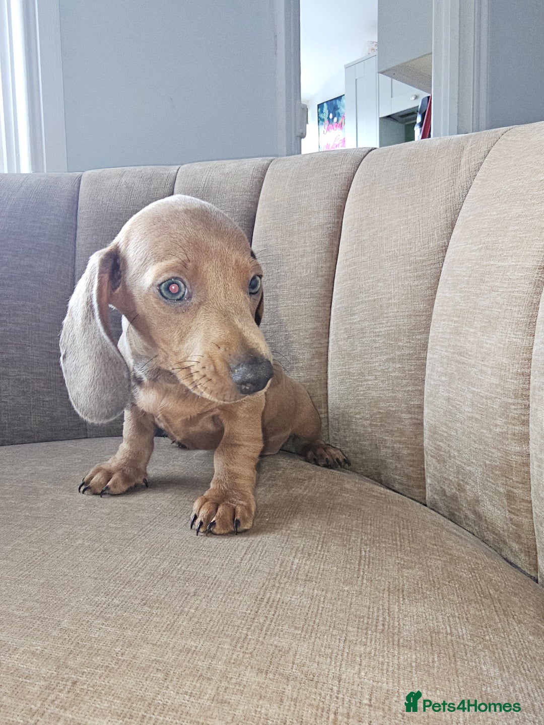 Miniature Dachshund dogs for sale: Beautiful Mini Dachshunds looking for their homes! - Image 15