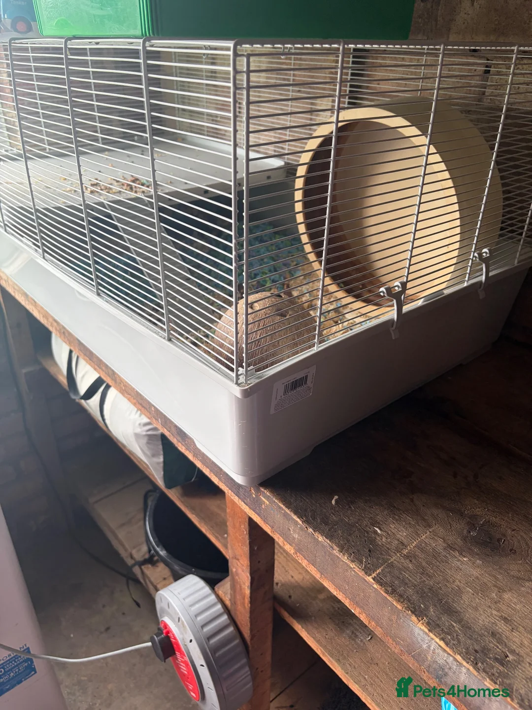 Mixed Breed rabbits for sale: Hamster with cage in Nuneaton - Advert 2