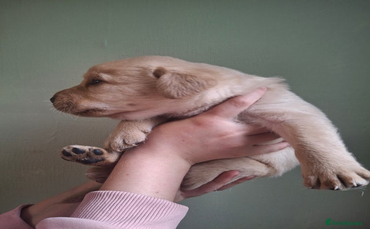 Labrador Retriever dogs - Advert 1