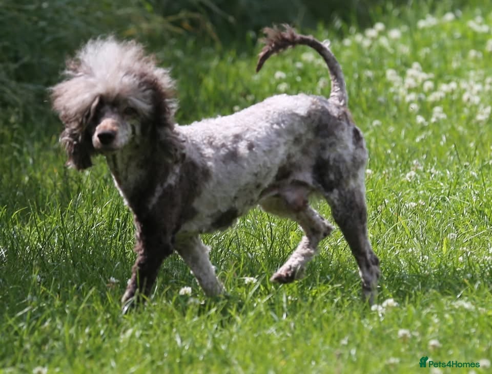 Miniature Poodle dogs Chocolate Merle poodle boy - Advert 4