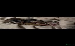 Cocker Spaniel dogs for sale: ✨ Gorgeous Litter of 6 Show Cocker Spaniels✨ - Image 5