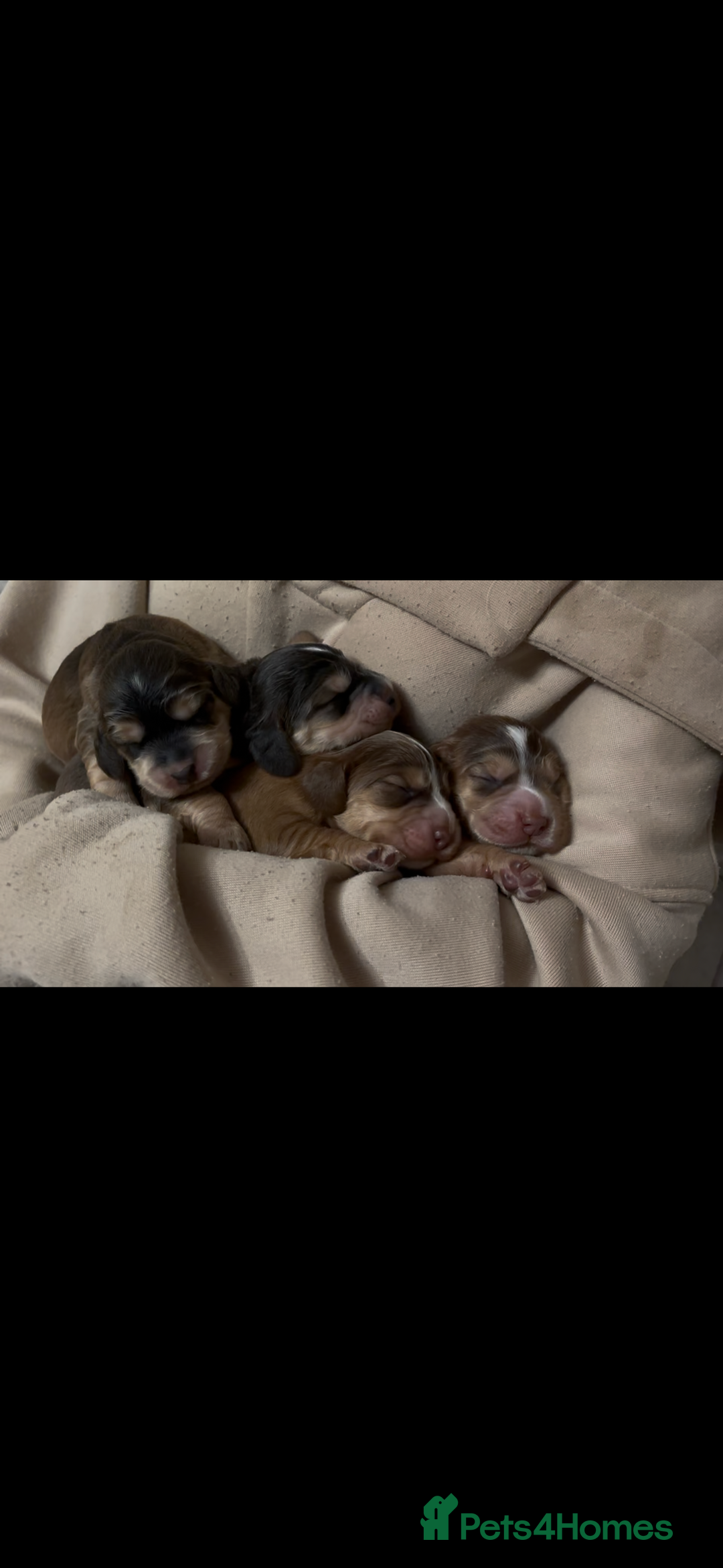 Cocker Spaniel dogs for sale: ✨ Gorgeous Litter of 6 Show Cocker Spaniels✨ - Image 5