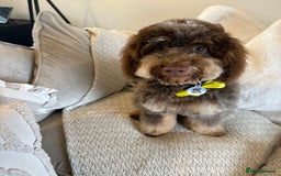 Cockapoo dogs for stud: **Proven** Cockapoo X Cavapoochon Stud - Image 30