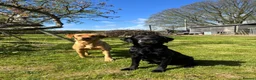 Labrador Retriever dogs for sale: Golden Labrador puppy  in Petworth - Advert 2