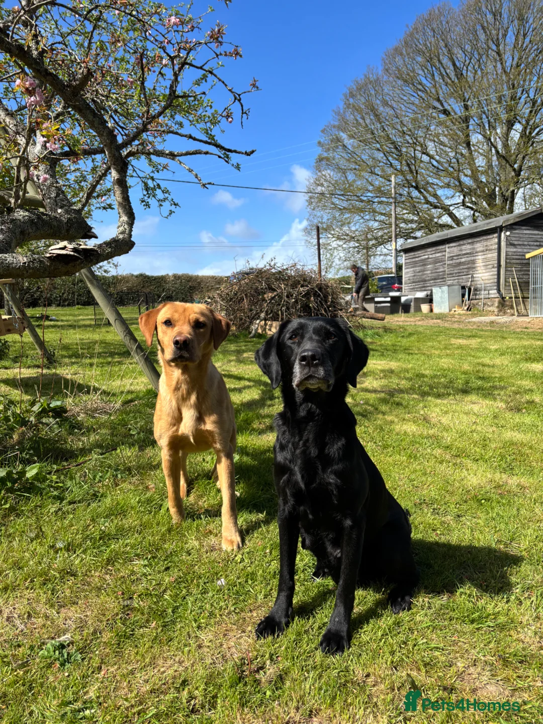 Labrador Retriever dogs for sale: Golden Labrador puppy  in Petworth - Advert 2