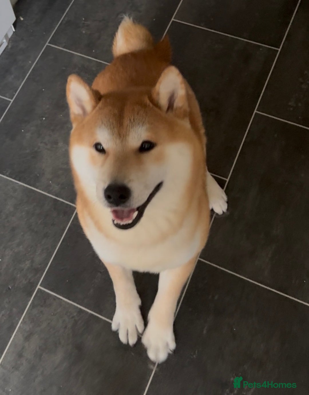 Japanese Shiba Inu dogs for sale: Japanese Shiba Inu - Advert 4