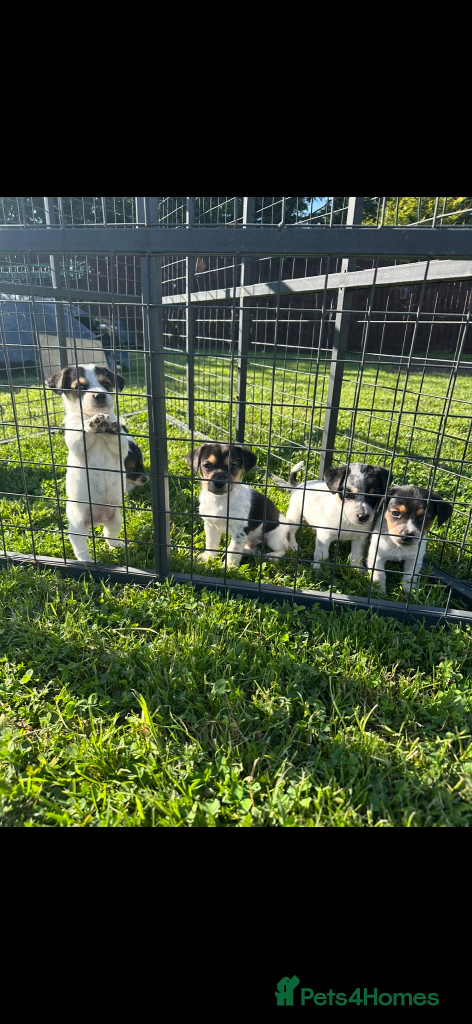 Jack Russell dogs Miniature Jack Russell puppies - Advert 1