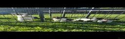 Jack Russell dogs for sale: Miniature Jack Russell puppies - Advert 1
