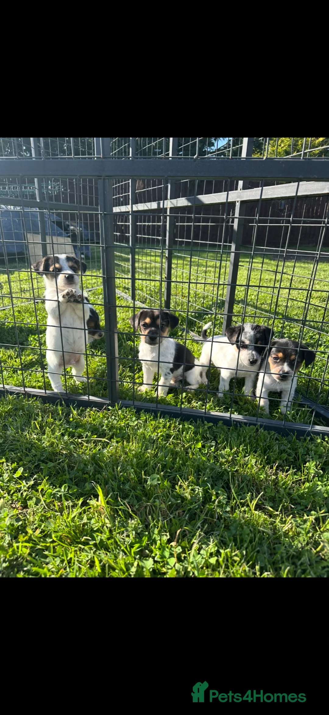 Jack Russell dogs for sale: Miniature Jack Russell puppies - Advert 1
