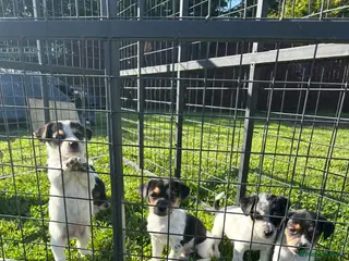 Jack Russell dogs Miniature Jack Russell puppies - Advert 1