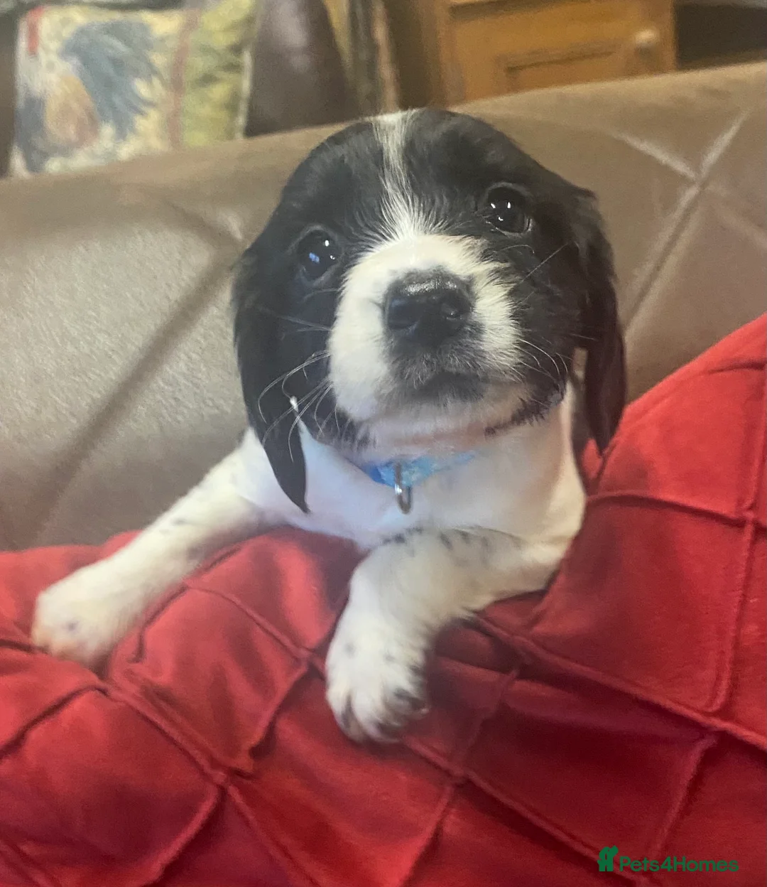 Sprocker dogs for sale: Superb litter of Sprocker Spaniels - Advert 11