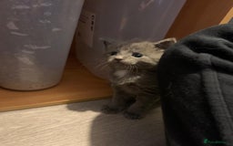 Russian Blue cats for sale: Kitties - Image 6