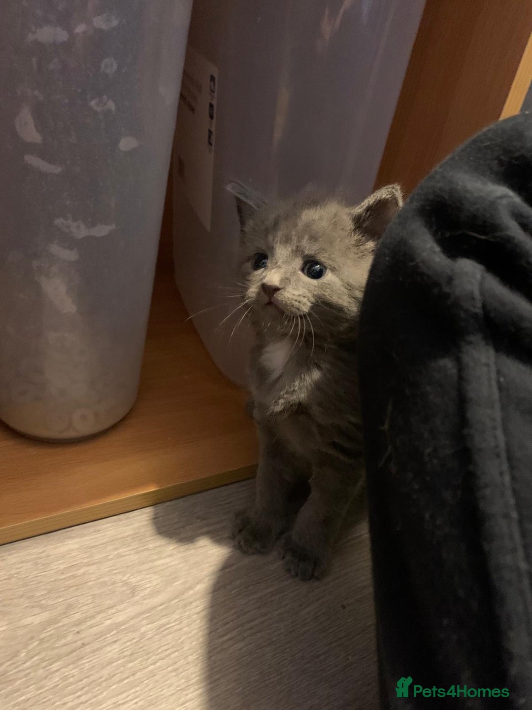 Russian Blue cats for sale: Kitties - Image 6