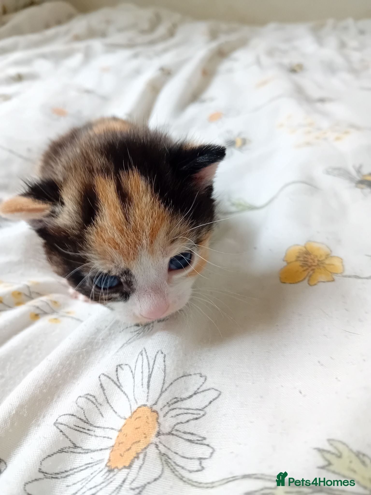 Mixed Breed cats Rare female kittens - Advert 2