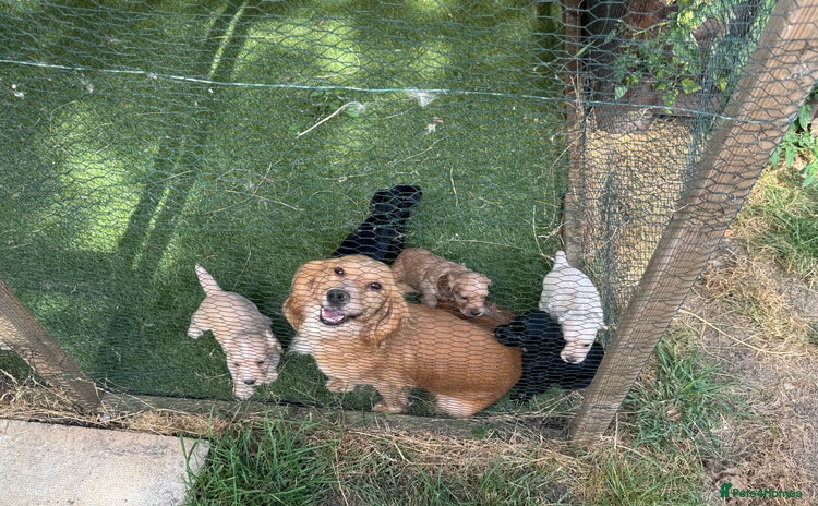 Cocker Spaniel dogs - Advert 2