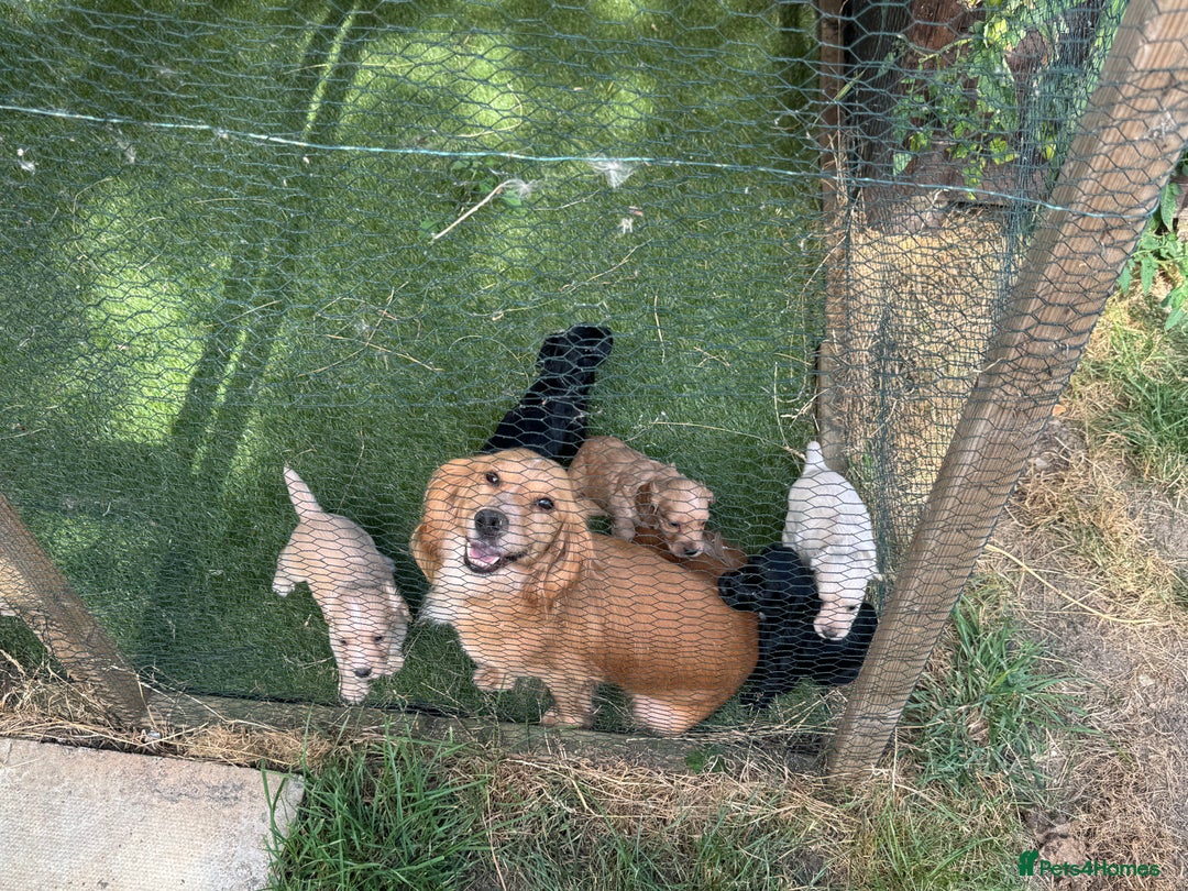 Cocker Spaniel dogs for sale: Working type cocker spaniel puppies  - Image 1