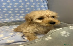 Cockapoo dogs for sale: 5 cockapoo boys for sale - Image 8