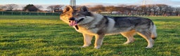 Saarloos Wolfdog dogs for stud: Stud Czechoslovakian wolfdog in Birmingham - Advert 6