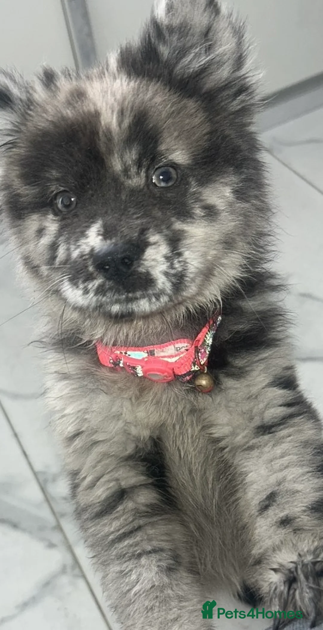 Chow Chow dogs for sale: Merle chow chow puppies - Advert 2