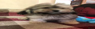 Shihpoo 3
