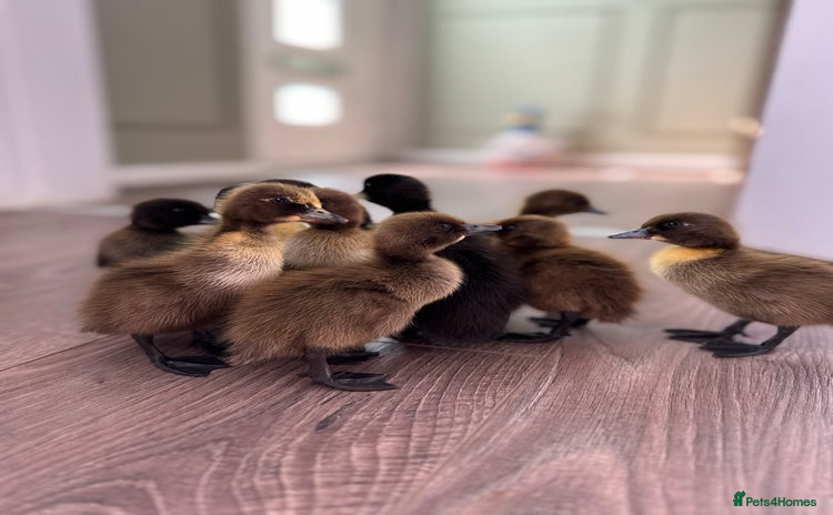 Ducks poultry in Wigan - Advert 4