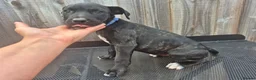 Presa Canario dogs for sale: Presa Canario Puppies ♥️  - Advert 7