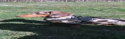 Miniature Dachshund dogs for stud: Miniature dachshund for stud  - Advert 8