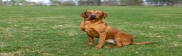 Labrador Retriever dogs for stud: 0/0 Hips & elbows fox red labrador in Leyburn - Advert 5