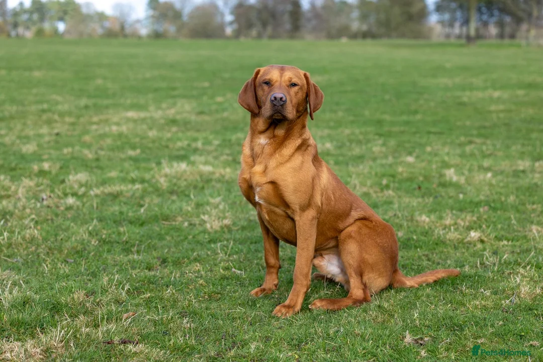 Labrador Retriever dogs for stud: 0/0 Hips & elbows fox red labrador in Leyburn - Advert 8