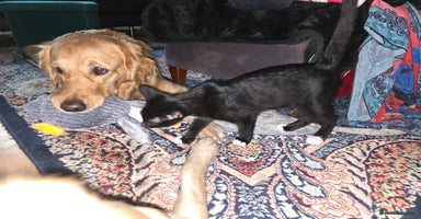 Domestic Shorthair cats - Advert 5