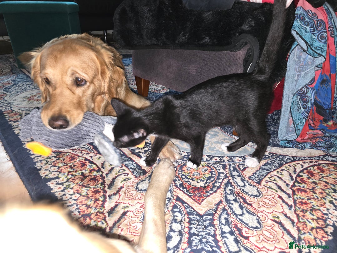 Domestic Shorthair cats for sale: 🐾Fully Vaccinated microchipped kitten BOY🐾 - Image 2