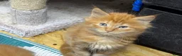 Maine Coon cats for sale: Mainecoon  - Advert 3