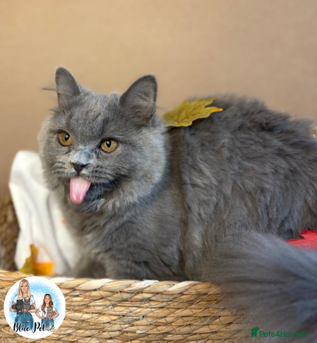 British Longhair cats for sale: British longhair girl reduced to help find home - Image 9